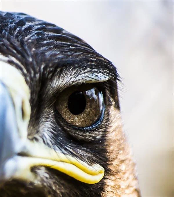 marosvarijuditsasszem