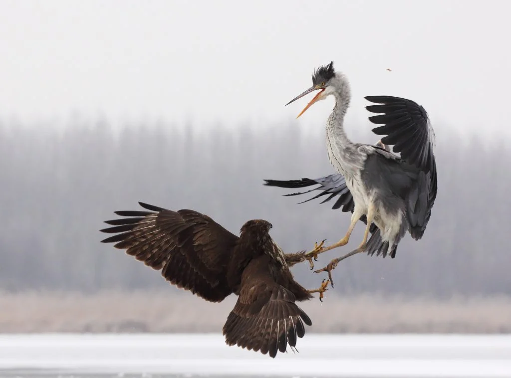 Takacs Sandor Kezfogo