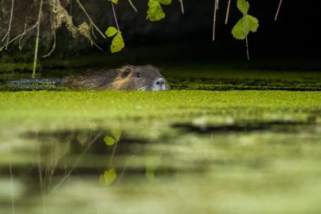 horesnyikervinvarazslatosmagyarorszagdijnyerteskepe