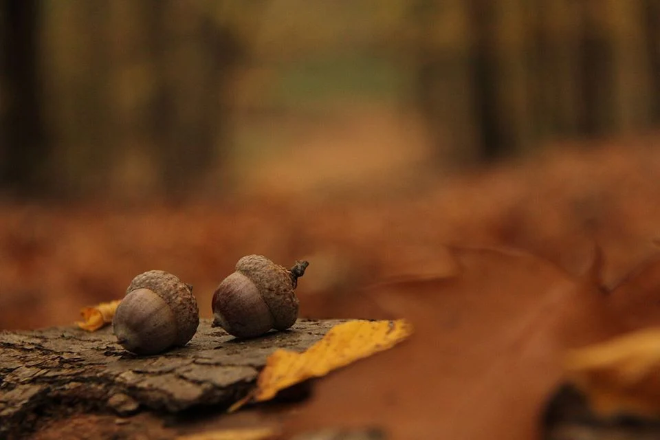 deakneneczpalzsuzsanna2018canonnyertesnaptarfotoja