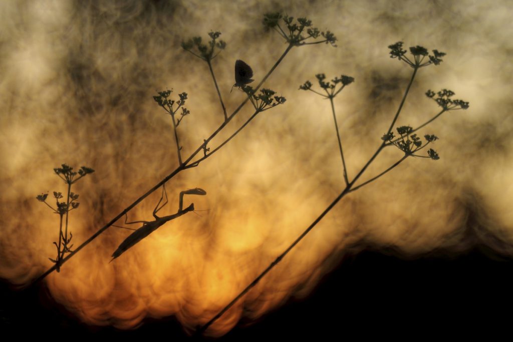 kaszasnorberthajnalivadaszat