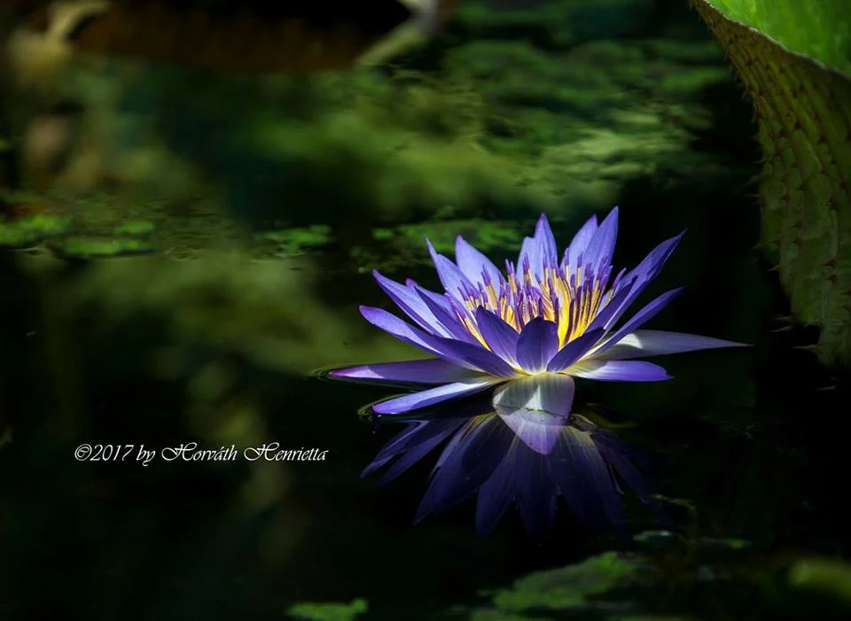 horvathhenriettanaptarfotonyertes