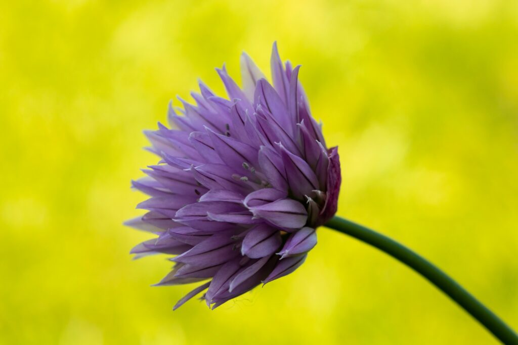 Torontáli Krisztián tanítványunk fotója.