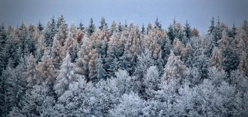 Kiss Andrea tanítványunk téli tájfotója, fehér hóval borított fenyőfákkal